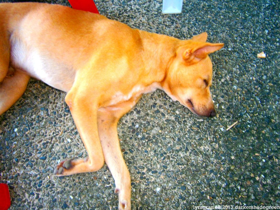 His name is Luma but we called him Wanda (don't ask). He follows us around and guards us from other dogs and random people. He also sleeps by our cottage door at night. Very sweet.