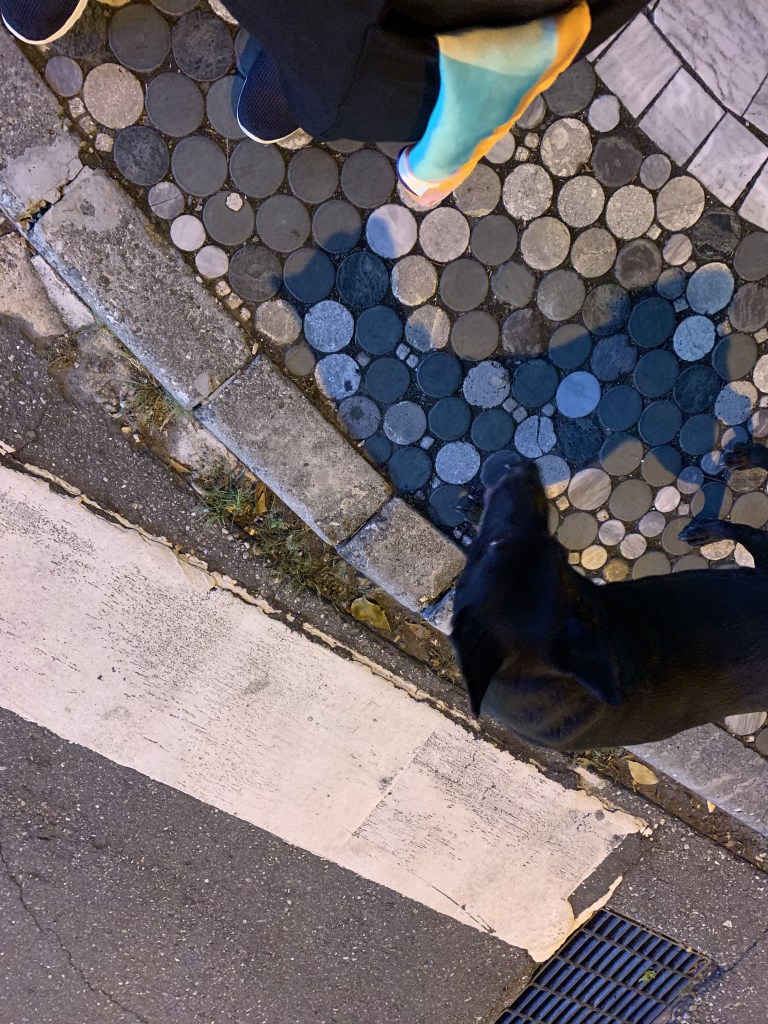 Top view of my dog companion at Hualien